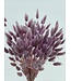 Lagurus séché Light Lilac | Fleurs séchées queue de lièvre | Longueur 75 centimètres | À commander par bouquet