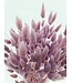 Lagurus séché Light Lilac | Fleurs séchées queue de lièvre | Longueur 75 centimètres | À commander par bouquet