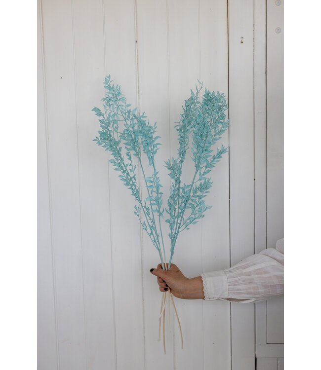 Épine de souris séchée bleu clair | Fleurs séchées Ruscus bleu clair | Longueur ± 65 centimètres | Commande par 5 branches