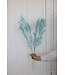 Épine de souris séchée bleu clair | Fleurs séchées Ruscus bleu clair | Longueur ± 65 centimètres | Commande par 5 branches