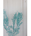 Épine de souris séchée bleu clair | Fleurs séchées Ruscus bleu clair | Longueur ± 65 centimètres | Commande par 5 branches