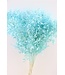 Épine de souris séchée bleu clair | Fleurs séchées Ruscus bleu clair | Longueur ± 65 centimètres | Commande par 5 branches