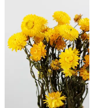 Dutch Dried Helichrysum jaune séché | Fleurs séchées jaune paille | Longueur 55 centimètres | Par pièce