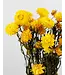 Gedroogde gele Helichrysum | Gele strobloemen droogbloemen | Lengte 55 centimeter | Per stuk te bestellen