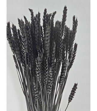MyFlowers Blé noir séché | Triticum noir fleurs séchées | Longueur ± 70 centimètres | Par grappe
