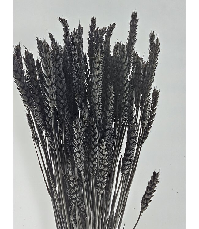 Black dried wheat | Black Triticum dried flowers | Length ± 70 centimetres | Order by bunch