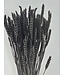 Black dried wheat | Black Triticum dried flowers | Length ± 70 centimetres | Order by bunch