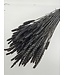 Black dried wheat | Black Triticum dried flowers | Length ± 70 centimetres | Order by bunch