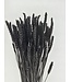 Black dried wheat | Black Triticum dried flowers | Length ± 70 centimetres | Order by bunch
