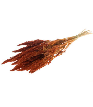 MyFlowers Amarante séchée orange intense | Amaranthus Cruentus fleurs séchées orange intense | Longueur ± 60 cm | Par bouquet