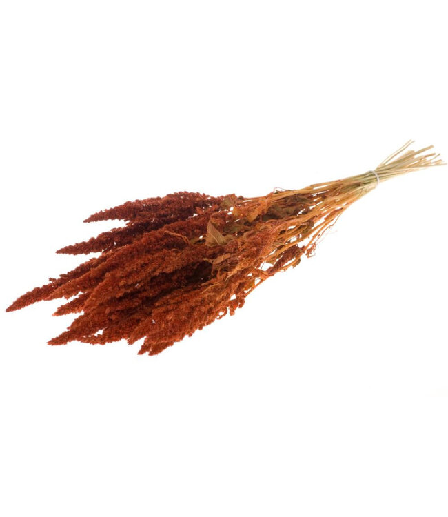 Amarante séchée orange intense | Amaranthus Cruentus fleurs séchées orange intense | Longueur ± 60 cm | Commande par bouquet