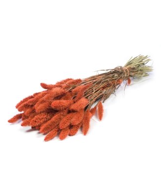 MyFlowers Intensiv orange getrocknete Setaria | Intensiv orange getrocknete Setarea-Blüten | Länge ± 70 cm | Pro Strauß