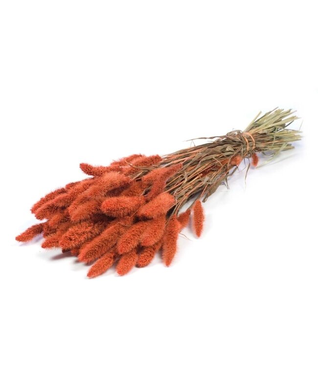 Intense orange dried Setaria | Intense orange Setarea dried flowers | Length ± 70 cm | Order per bunch