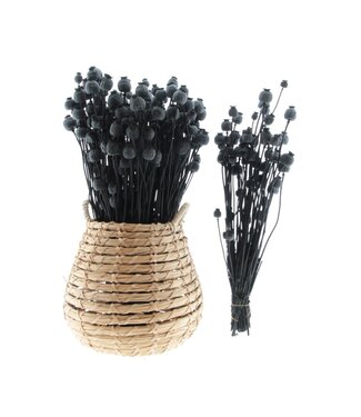 MyFlowers Black dried Sleeping Globe | Black Papaver Somniferum dried flowers | Length ± 65 centimetres | Per bunch