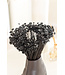 Glixia Star Flowers séchées noires | Glixia Star Flowers noires | Longueur ± 50 cm | Commande par bouquet