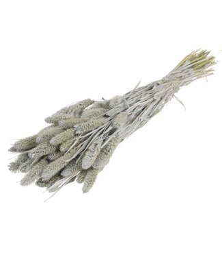 MyFlowers Setaria séché gris brumeux | Setarea séché gris brumeux | Longueur ± 70 cm | Par bouquet
