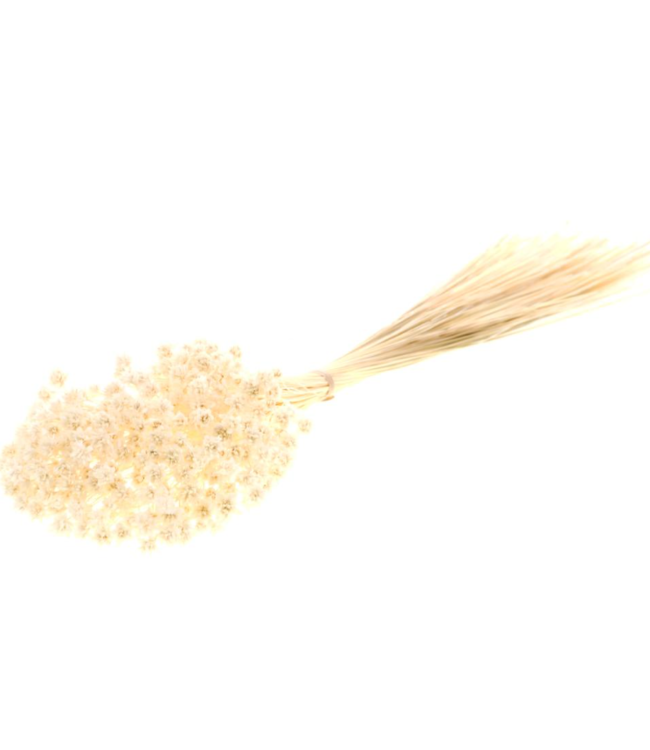 White bleached Brazilian Hill Flowers | Length ± 45 centimetres | Order per bunch