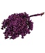 Purple dried pepper berries | Purple Schinus drying decoration | Length ± 30 cm | Order per bundle