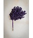 Baies de poivre séchées pourpres | Décoration de séchage Schinus pourpres | Longueur ± 30 cm | Commande par botte