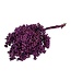 Purple dried pepper berries | Purple Schinus drying decoration | Length ± 30 cm | Order per bundle