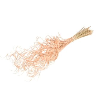 MyFlowers Saule ornemental séché de couleur saumon | Fleurs séchées Curly Ting Ting de couleur saumon | Longueur ± 60 cm | Par bouquet