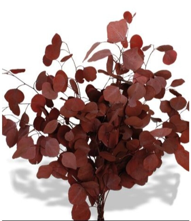 Red Eucalyptus Populus | Preserved | Length 60 centimetres | Per 150 grams | Available to order individually