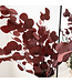Red Eucalyptus Populus | Preserved | Length 60 centimetres | Per 150 grams | Available to order individually