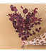 Red Eucalyptus Populus | Preserved | Length 60 centimetres | Per 150 grams | Available to order individually