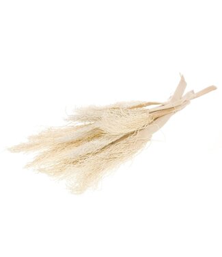 MyFlowers Wit gebleekt Palmstronk | Gebleekte Palmtak droogbloemen | Lengte ± 40  centimeter | Per 5 takken