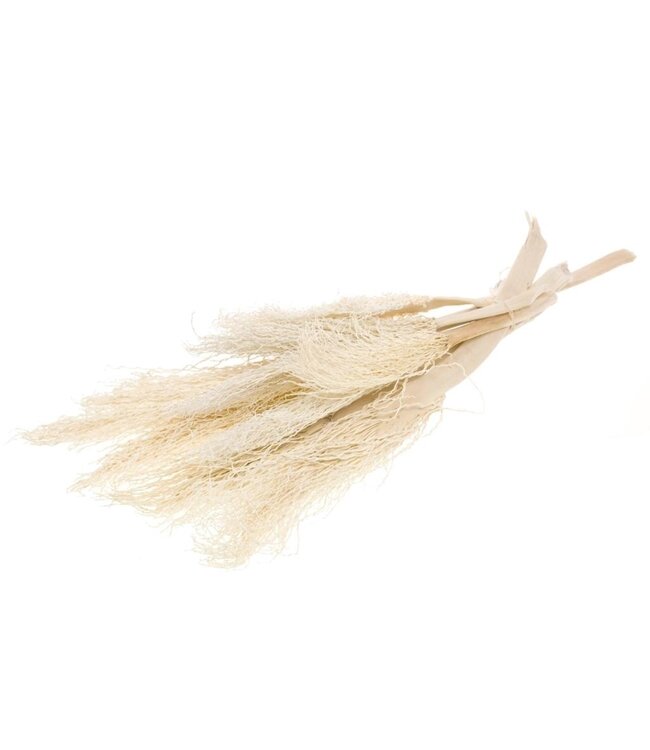 White bleached Palm branch | Bleached Palm branch dried flowers | Length ± 40 cm | Order per 5 branches