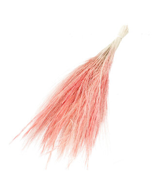 MyFlowers Barbe de Bouc Rose | Herbe à Chèvre fleurs séchées | Longueur ± 55 centimètres | Par bouquet