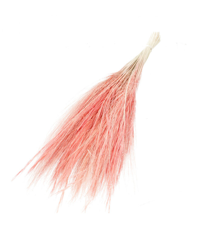 Barbe de Bouc Rose | Fleurs séchées d'herbe à chèvre | Longueur ± 55 centimètres | À commander par bouquet