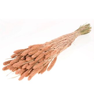 MyFlowers Coral Misty getrocknete Setaria | Coral Misty Setarea getrocknete Blüten | Länge ± 70 cm | Pro Strauß