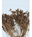 Gedroogde lichtbruine Broom Bloom | Lengte 55 centimeter | Per bos te bestellen