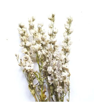 Dutch Dried Larkspur blanc séché | Delphinium fleurs séchées | Longueur 70 centimètres | Par bouquet