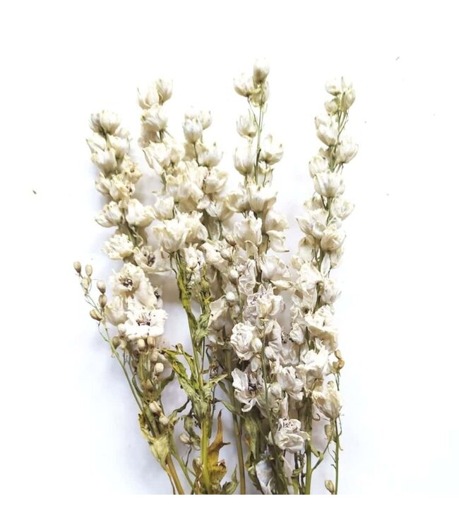 Larkspur blanc séché | Delphinium fleurs séchées | Longueur 70 centimètres | Commande par bouquet