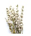 Larkspur blanc séché | Delphinium fleurs séchées | Longueur 70 centimètres | Commande par bouquet