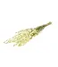 Larkspur blanc séché | Delphinium fleurs séchées | Longueur 70 centimètres | Commande par bouquet