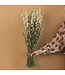 White dried Larkspur | Delphinium dried flowers | Length 70 centimetres | Order per bunch