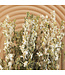 Larkspur blanc séché | Delphinium fleurs séchées | Longueur 70 centimètres | Commande par bouquet