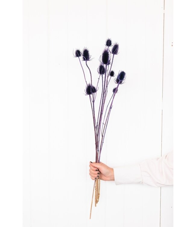 Purple dried thistles | Purple Cardistella or Chardon dried flowers | Length ± 60 cm | Available per bunch