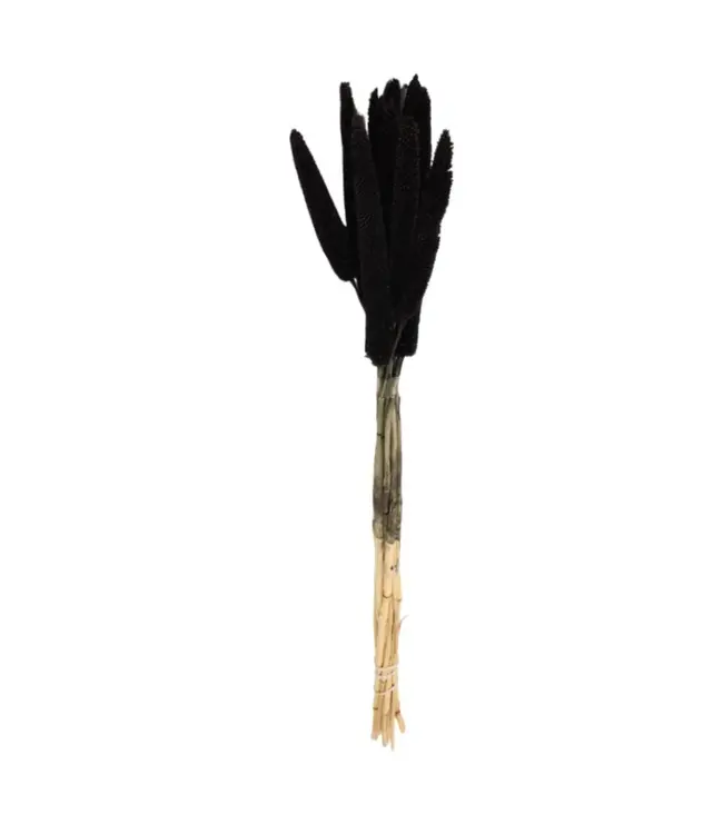 Getrocknete schwarze Babala | Perlhirse Trockenblumen | Länge ± 75 Zentimeter | Pro 10 Stück bestellbar