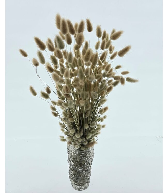 Natural dried Dutch Hare tails | Natural Lagurus Ovatus dried flowers from Holland | Length ± 70 cm | Order per bunch