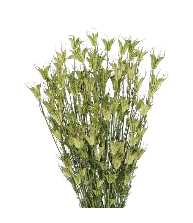 Fleurs séchées vertes naturelles Nigella Orientalis | Longueur 55 centimètres | Commande par bouquet