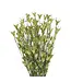 Dutch Dried Fleurs séchées vertes naturelles Nigella Orientalis | Longueur 55 centimètres | Par bouquet