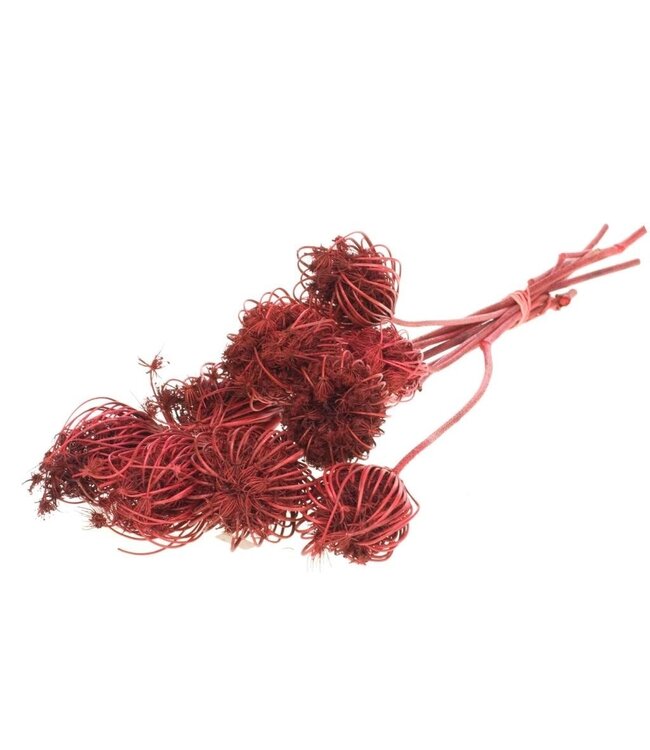 Red dried Large Acre Screen | Red Ammi Majus dried flowers | Length ± 70 cm | Packed per 10 branches