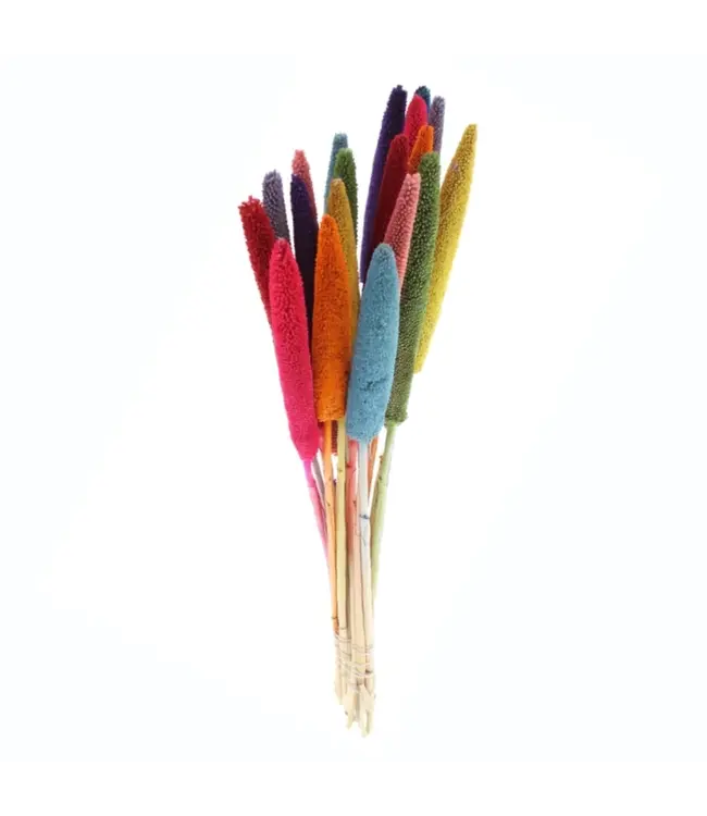 Dried Rainbow Mix Babala's | Pearl Millet Dried Flowers | Length ± 75 centimetres | Available to order per 10 pieces