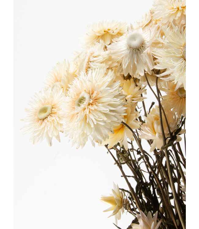 Getrocknetes weißes Helichrysum | Weiße getrocknete Strohblumen | Länge 55 Zentimeter | Bestellung pro Stück