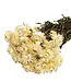 Helichrysum blanc séché | Fleurs séchées paille blanche | Longueur 55 centimètres | Commande par pièce