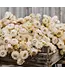 Getrocknetes weißes Helichrysum | Weiße getrocknete Strohblumen | Länge 55 Zentimeter | Bestellung pro Stück